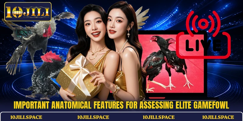 Important anatomical features for assessing elite gamefowl