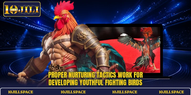 Proper nurturing tactics work for developing youthful fighting birds